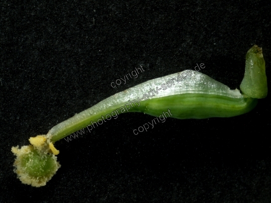 Corydalis cava (Hohle Lerchensporn)