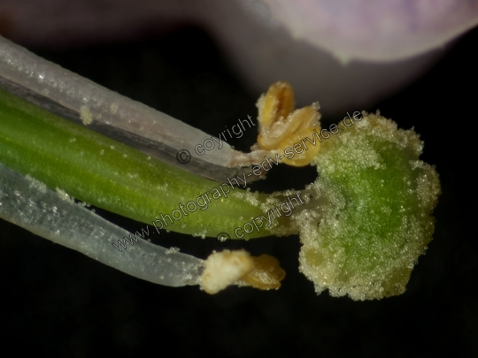 Corydalis cava (Hohle Lerchensporn)