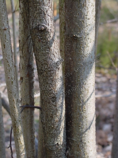 Corylus avellana (Gemeine Hasel)