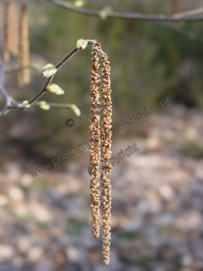 Corylus avellana (Gemeine Hasel)