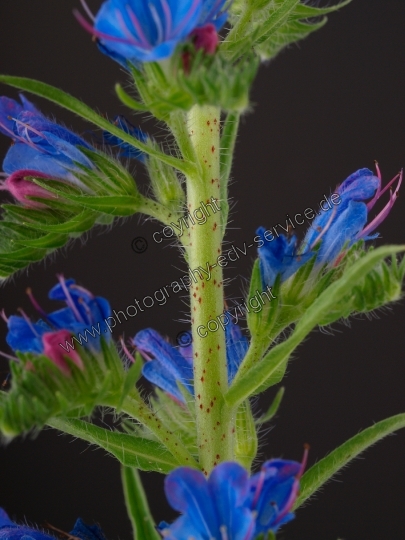 Echium vulgare (Gewöhnliche Natternkopf)