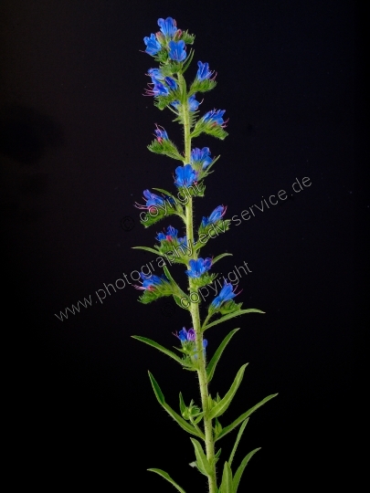 Echium vulgare (Gewöhnliche Natternkopf)