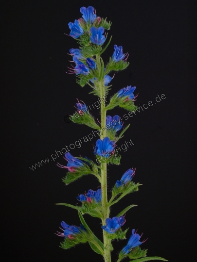 Echium vulgare (Gewöhnliche Natternkopf)