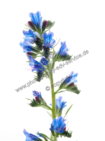 Echium vulgare (Gewöhnliche Natternkopf)