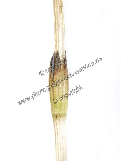 Equisetum arvense (Acker Schachtelhalm)