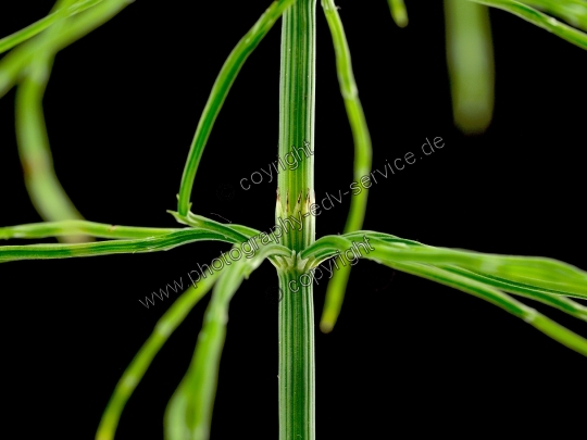 Equisetum arvense (Acker Schachtelhalm)