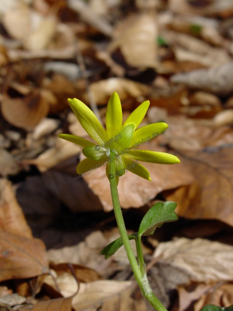 Ficaria verna (Scharbockskraut)