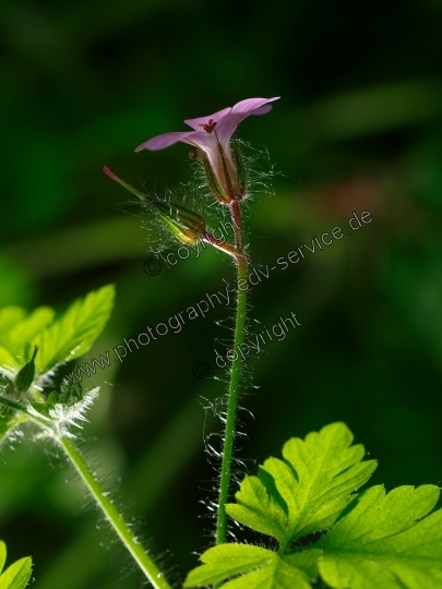 Geranium robertianum (Ruprechtskraut)