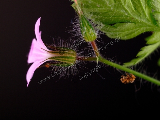 Geranium robertianum (Ruprechtskraut)