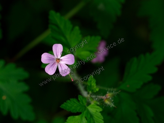 Geranium robertianum (Ruprechtskraut)