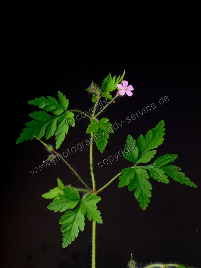 Geranium robertianum (Ruprechtskraut)