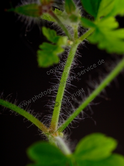 Geranium robertianum (Ruprechtskraut)