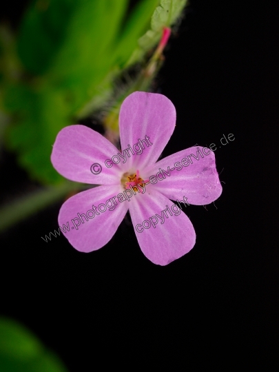 Geranium robertianum (Ruprechtskraut)