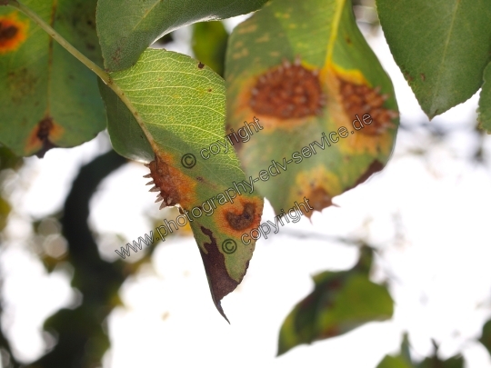 Gymnosporangium fuscum (Birnengitterrost)