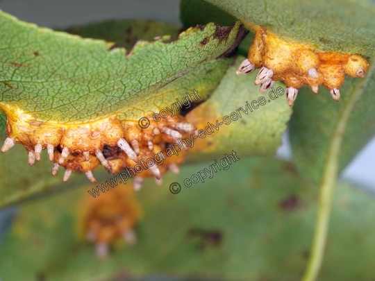 Gymnosporangium fuscum (Birnengitterrost)