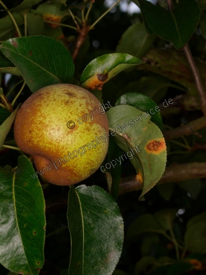 Gymnosporangium fuscum (Birnengitterrost)