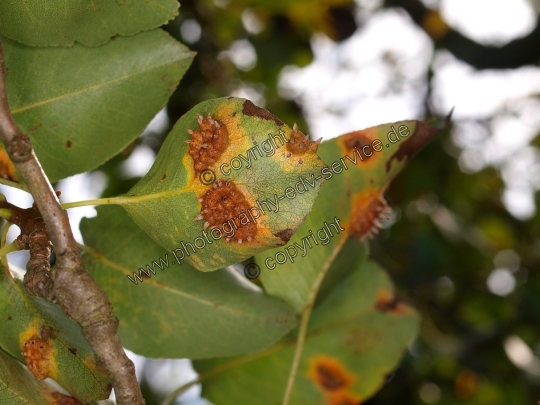 Gymnosporangium fuscum (Birnengitterrost)