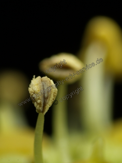 Hedera helix (Gemeiner Efeu)