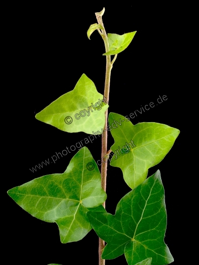 Hedera helix (Gemeiner Efeu)