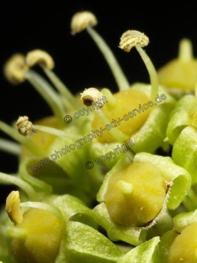 Hedera helix (Gemeiner Efeu)