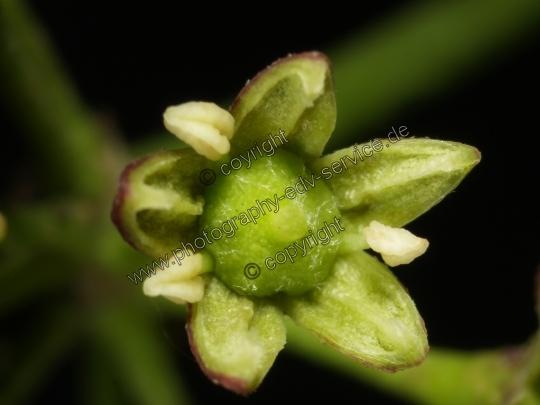 Hedera helix (Gemeiner Efeu)