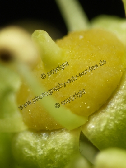 Hedera helix (Gemeiner Efeu)