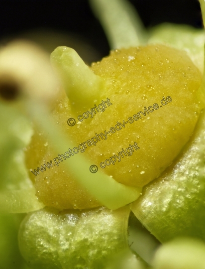 Hedera helix (Gemeiner Efeu)