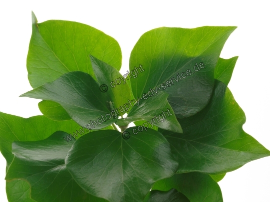 Hedera helix (Gemeiner Efeu)