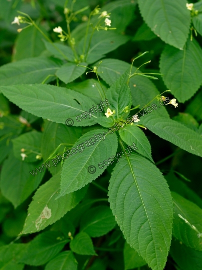 Impatiens parviflora (Kleine Springkraut)