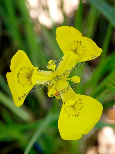 Iris pseudacorus (Sumpf-Schwertlilie)