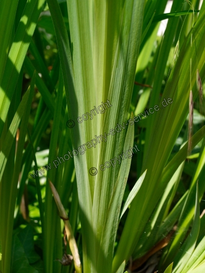 Iris pseudacorus (Sumpf-Schwertlilie)