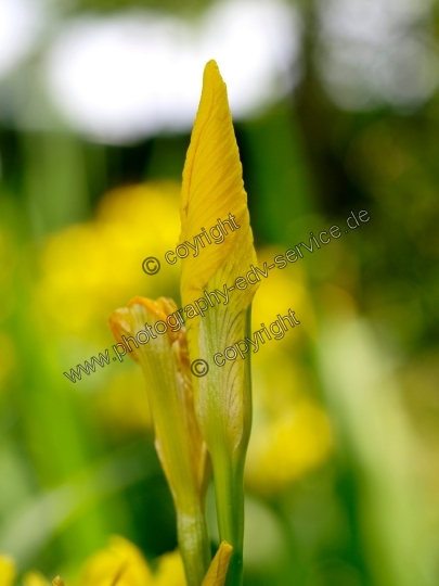 Iris pseudacorus (Sumpf-Schwertlilie)