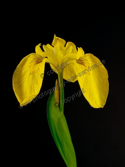 Iris pseudacorus (Sumpf-Schwertlilie)