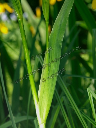 Iris pseudacorus (Sumpf-Schwertlilie)