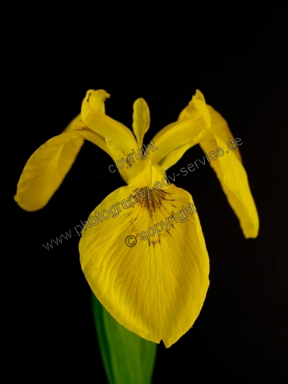 Iris pseudacorus (Sumpf-Schwertlilie)