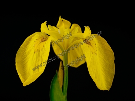 Iris pseudacorus (Sumpf-Schwertlilie)