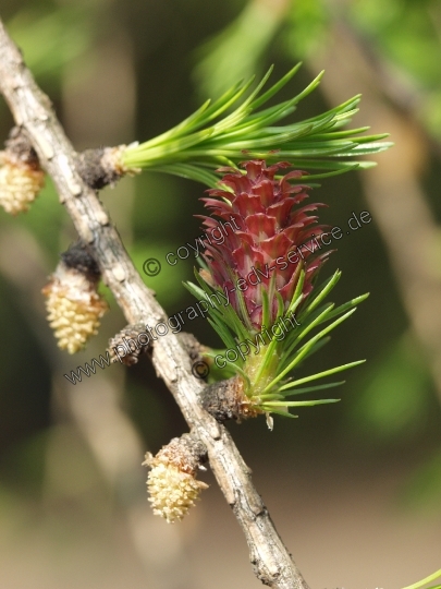 Larix decidua (Europäische Lärche)