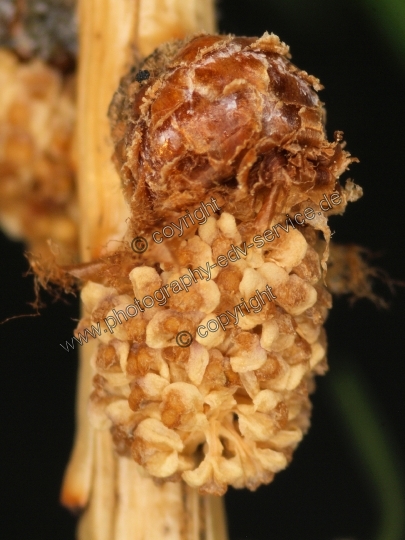 Larix decidua (Europäische Lärche)