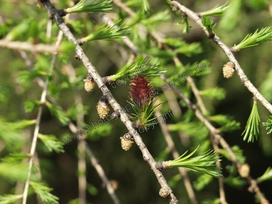 Larix decidua (Europäische Lärche)