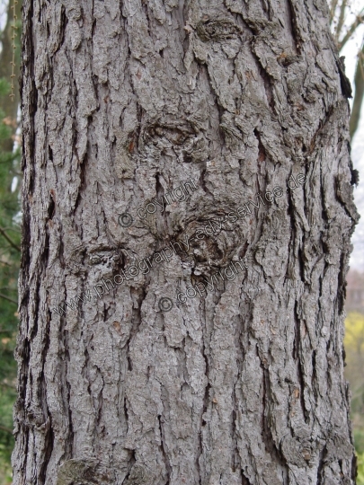 Larix decidua (Europäische Lärche)