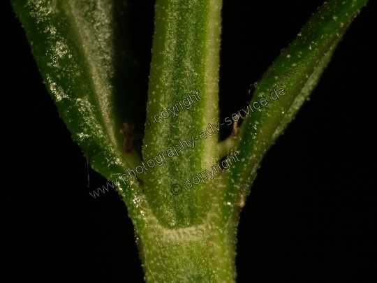 Lavandula angustifolia (Echte Lavendel)