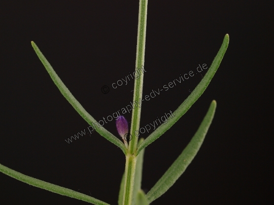 Lavandula angustifolia (Echte Lavendel)