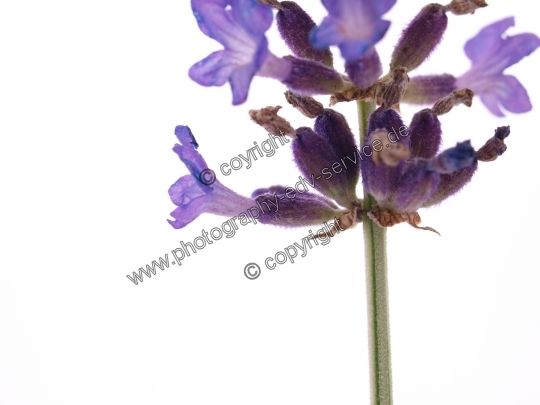 Lavandula angustifolia (Echte Lavendel)