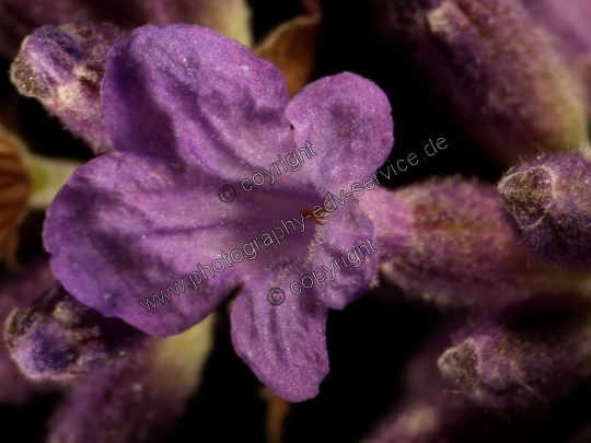 Lavandula angustifolia (Echte Lavendel)