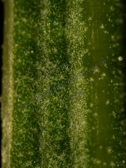 Lavandula angustifolia (Echte Lavendel)