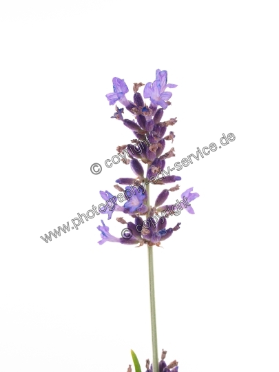 Lavandula angustifolia (Echte Lavendel)