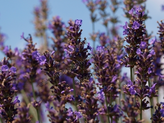 Lavandula angustifolia (Echte Lavendel)