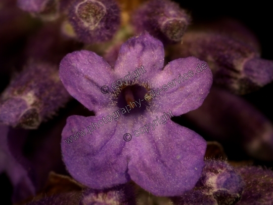 Lavandula angustifolia (Echte Lavendel)