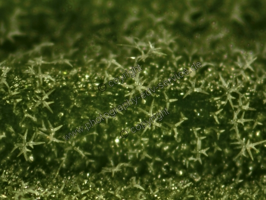 Lavandula angustifolia (Echte Lavendel)