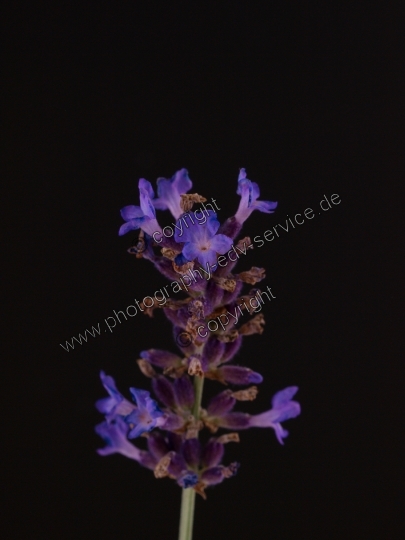 Lavandula angustifolia (Echte Lavendel)